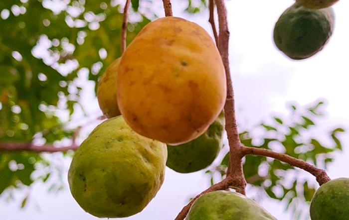 Foto_Eugenia Ribeiro