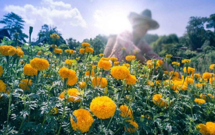 campo-de-calendulas_shutterstock
