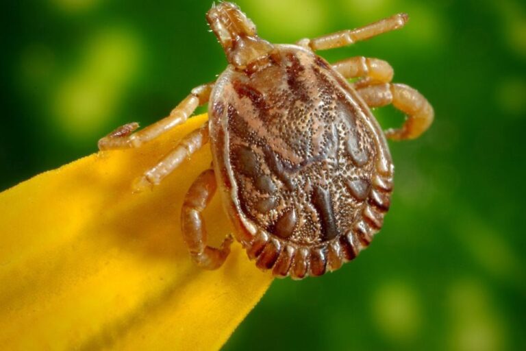 carrapato-estrela causador da febre maculosa