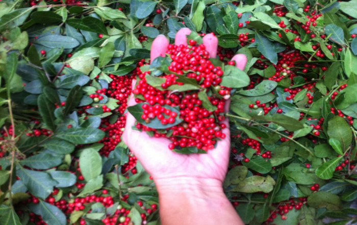 Foto: divulgação/Incaper