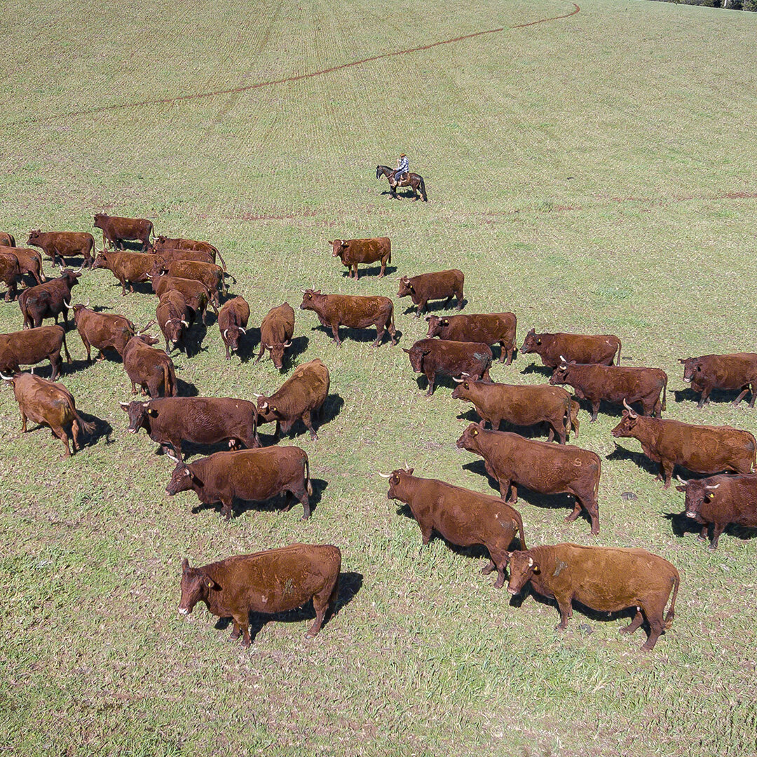 FOTO Associação Nacional de Criadores Herdbook Collares -ANC