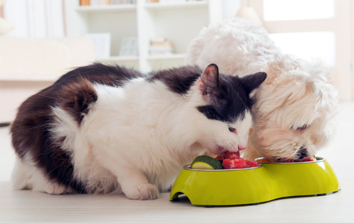 pets_A Lavoura_fotor