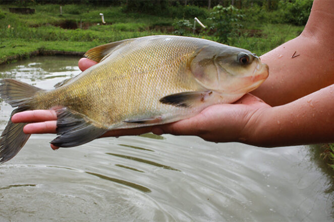 tambaqui_foto-embrapa