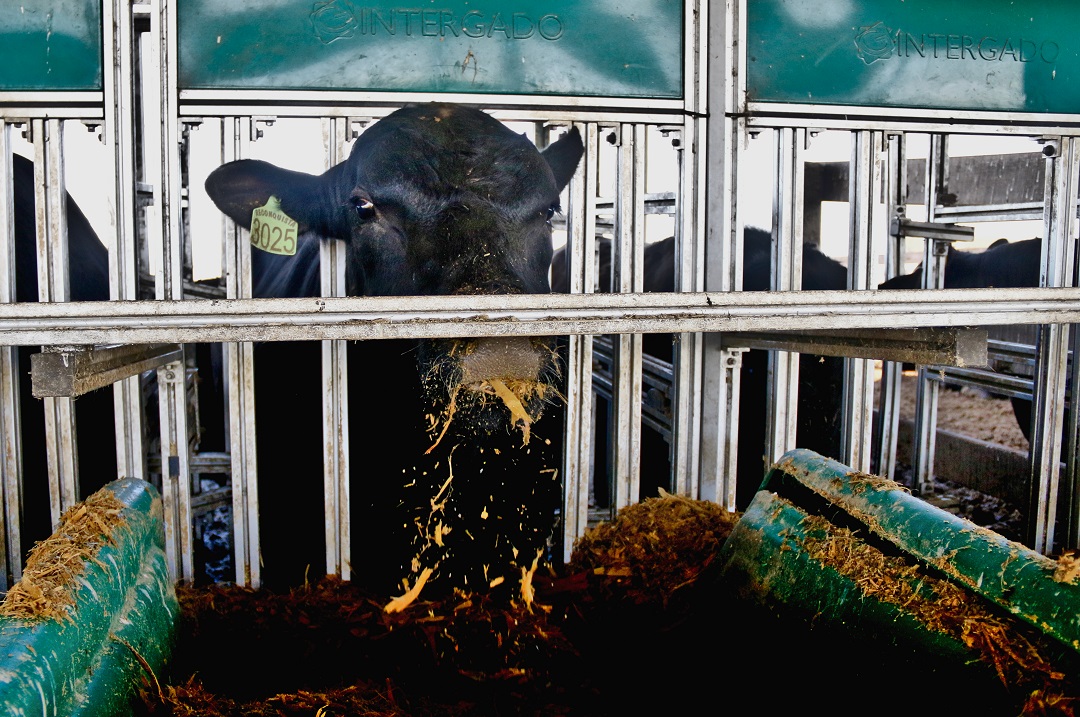 0 – FOTO ABRE – Angus