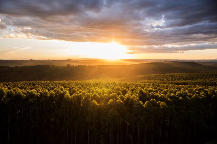 0-Floresta-Foto Klabin