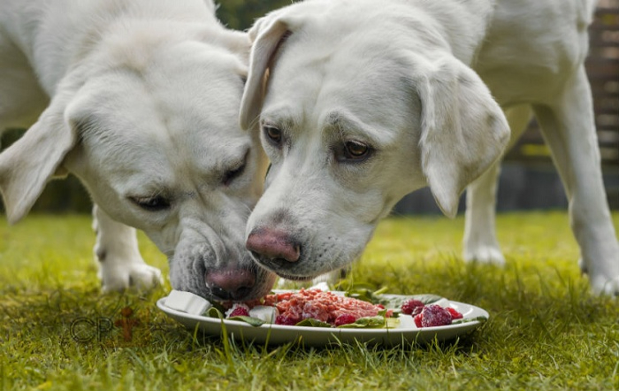 alimentação_cães_Crédito: CPT