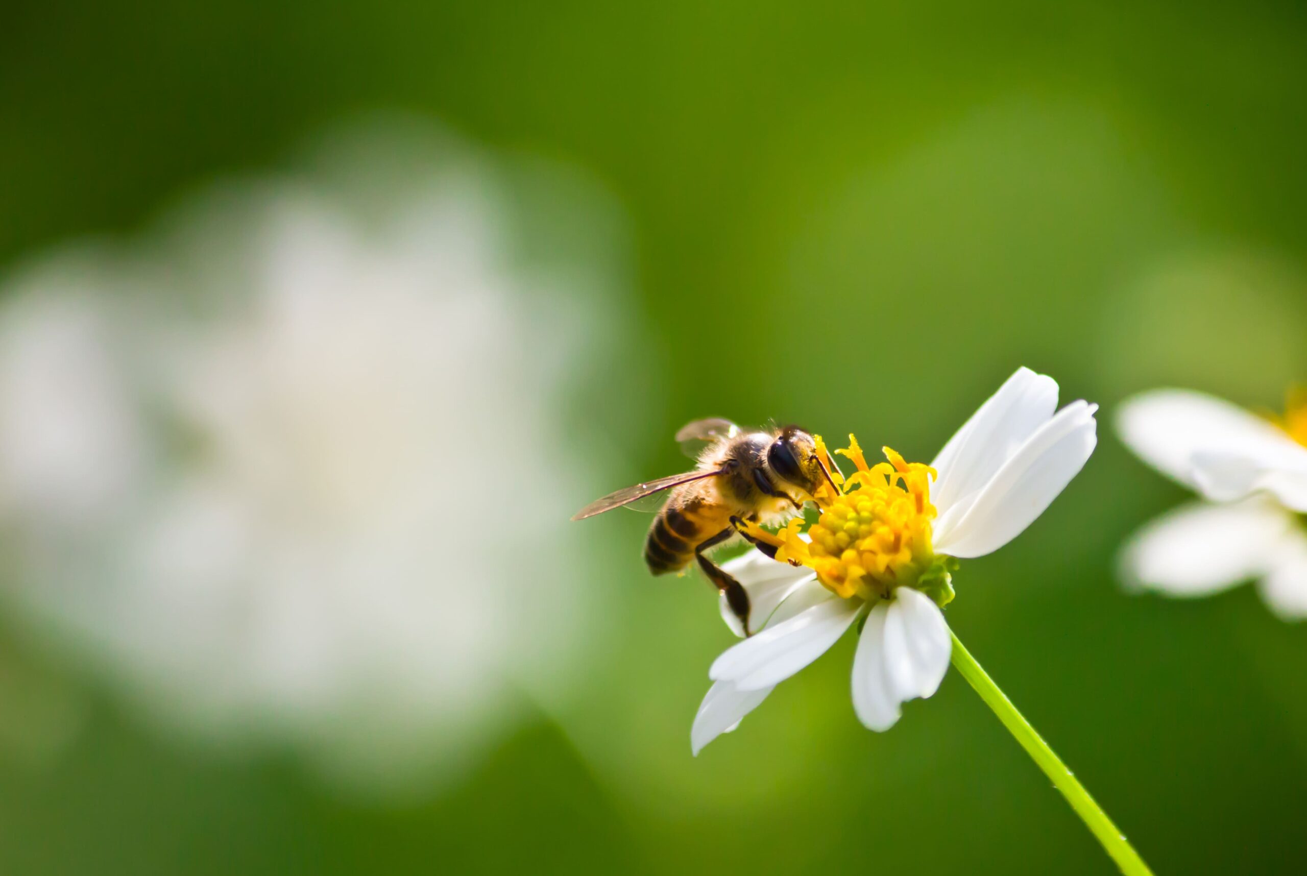 green-color-antenna-white-bee