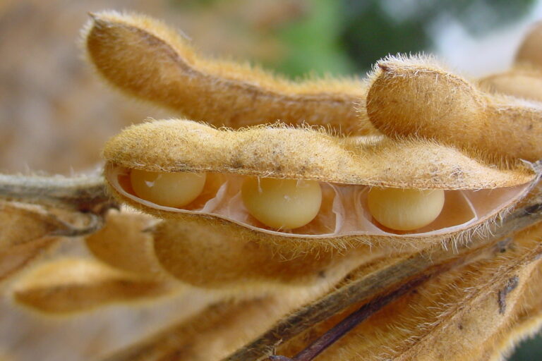 0 – FOTO ABRE – Soja FOTO EMBRAPA