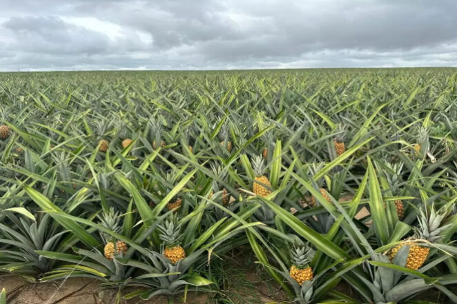 FOTO UENF-fotor-site