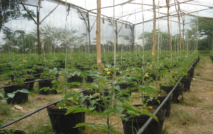 fertirrigação_divulgação-fotor-site