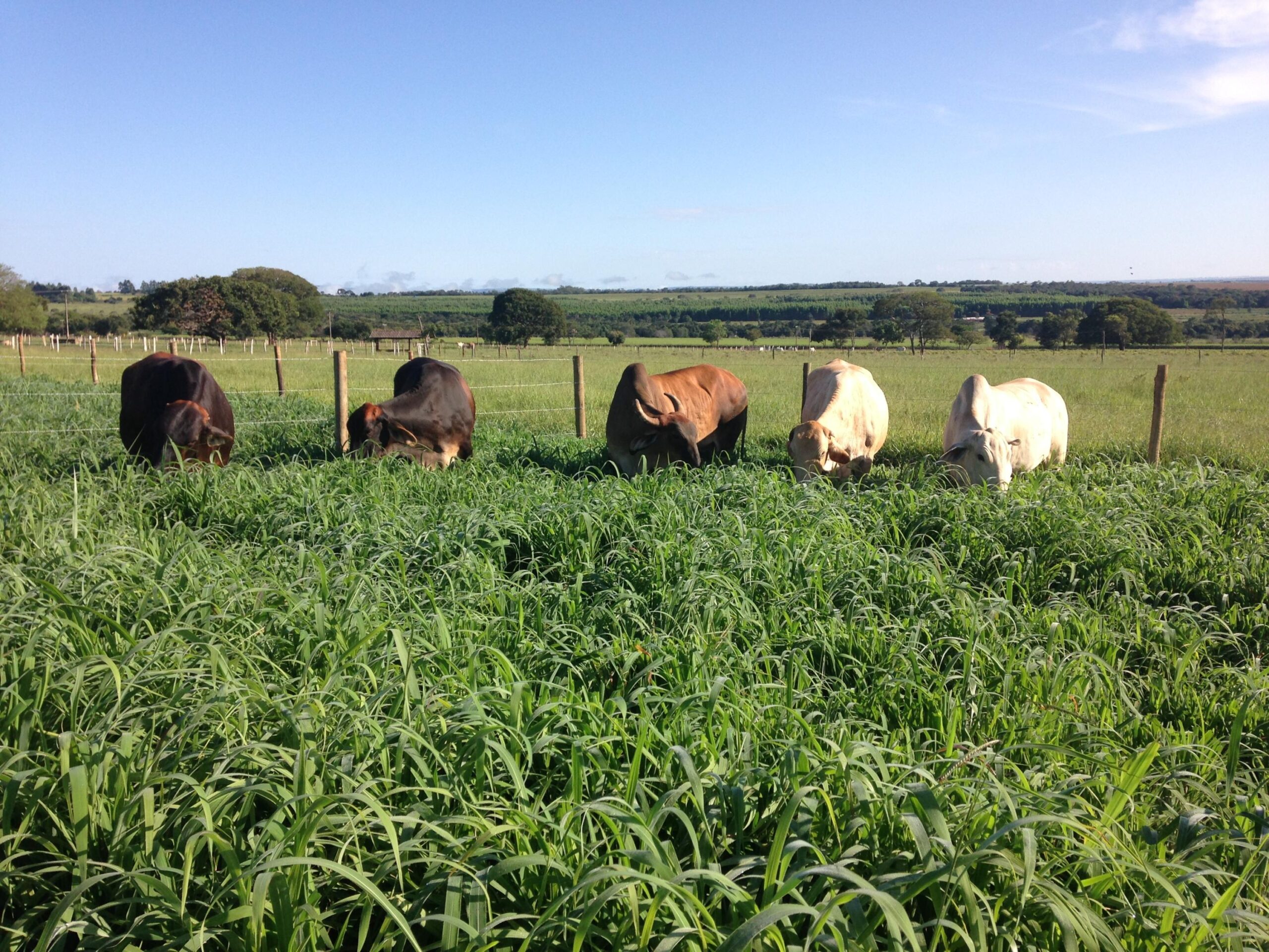 0 – FOTO ABRE -235880080o