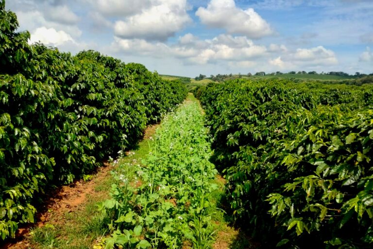 0 – FOTO ABRE – Plantas-de-cobertura – Copia