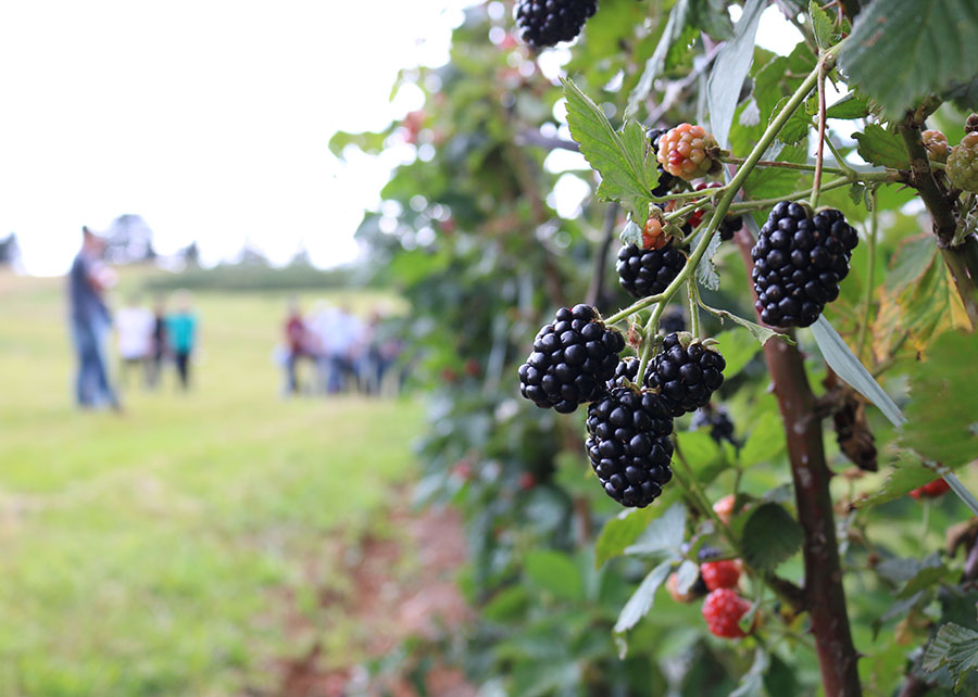0 – FOTO ABRE – _Amora-Preta_Francisco_Lima