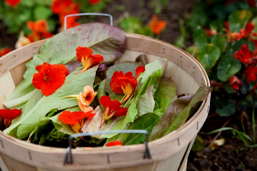 Edible Flower Salad Ingredients