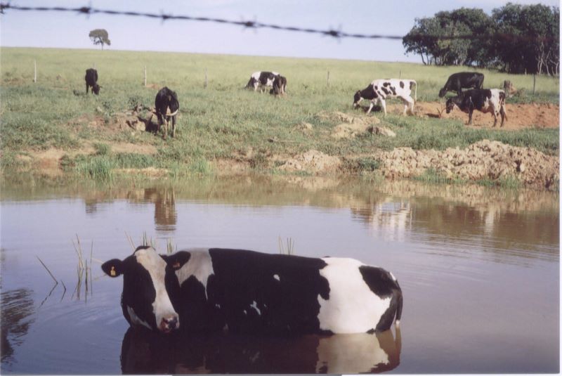 02-Embrapa-Gado-de-Leite