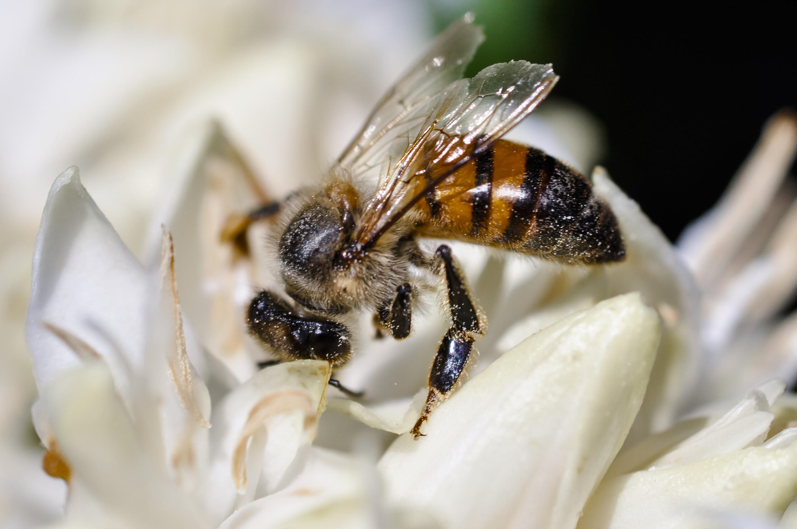 Foto: Fabiano Bastos/Embrapa