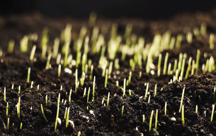 Solo-divulgação-site