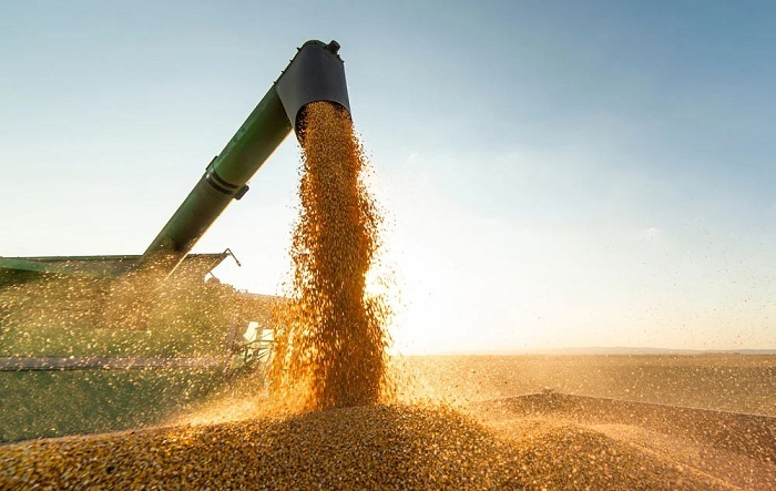 Grãos de soja despejados no reboque do trator_Shutterstock