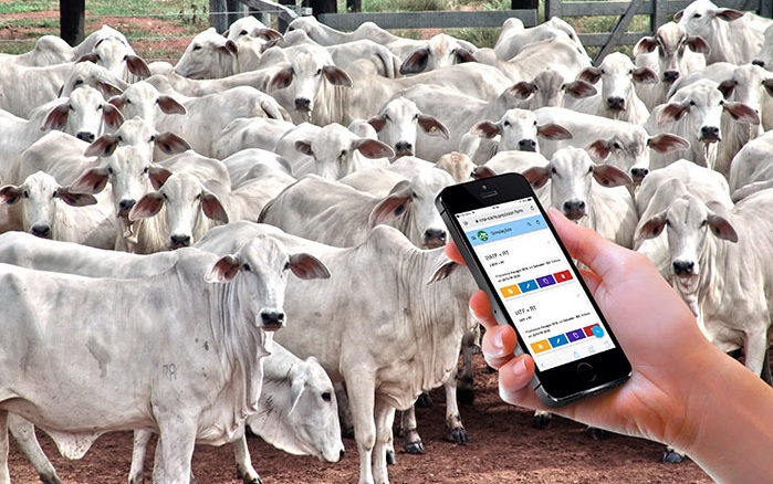 rastreabilidade bovinos_embrapa