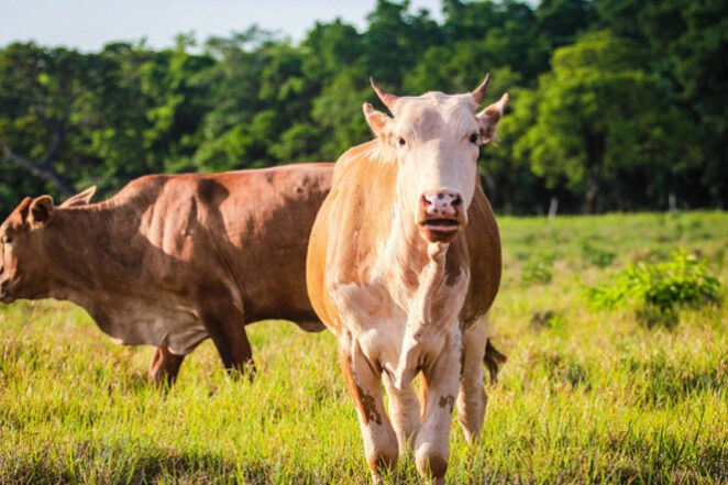 2-IIMG_003_Divulgação_ Ascom Famato