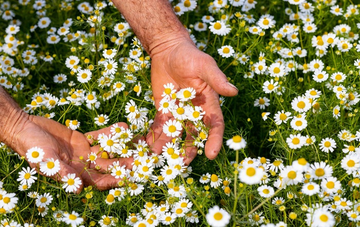 Inove_Agência Sebrae de Notícas-editado-site