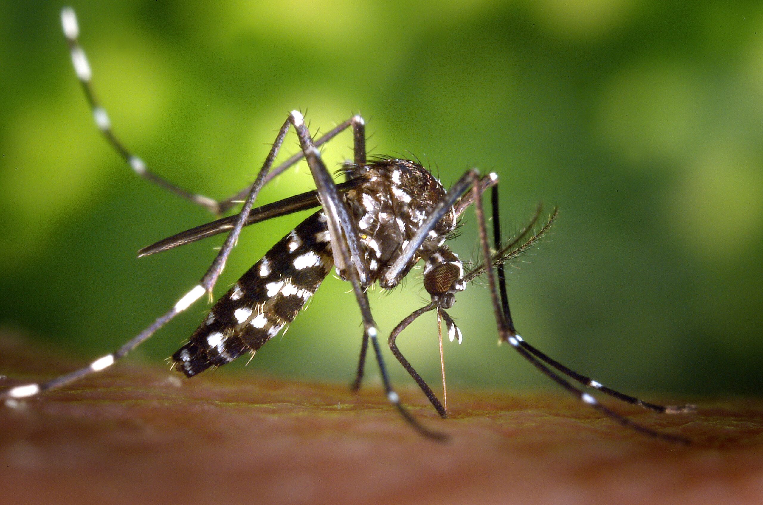 Female aedes albopictus mosquito feeding on a human host
