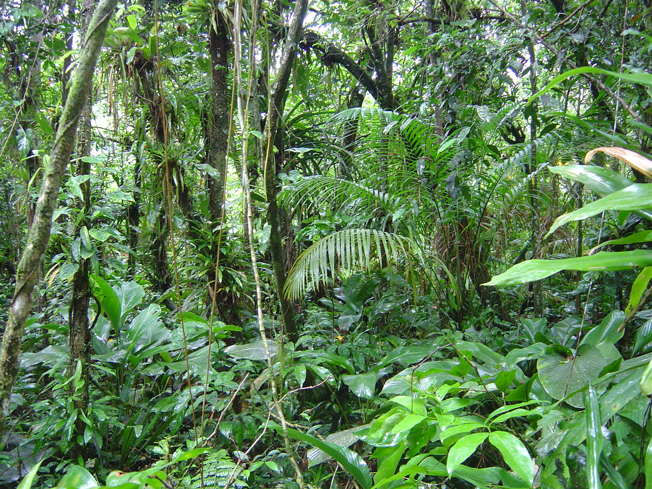 Atlantic_Forest_credits_RAF_Lima