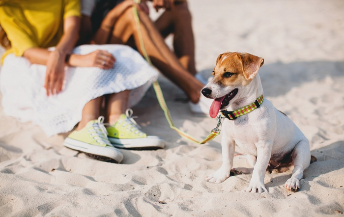 dog-tropical-beach_divulgação-Zoetis-site