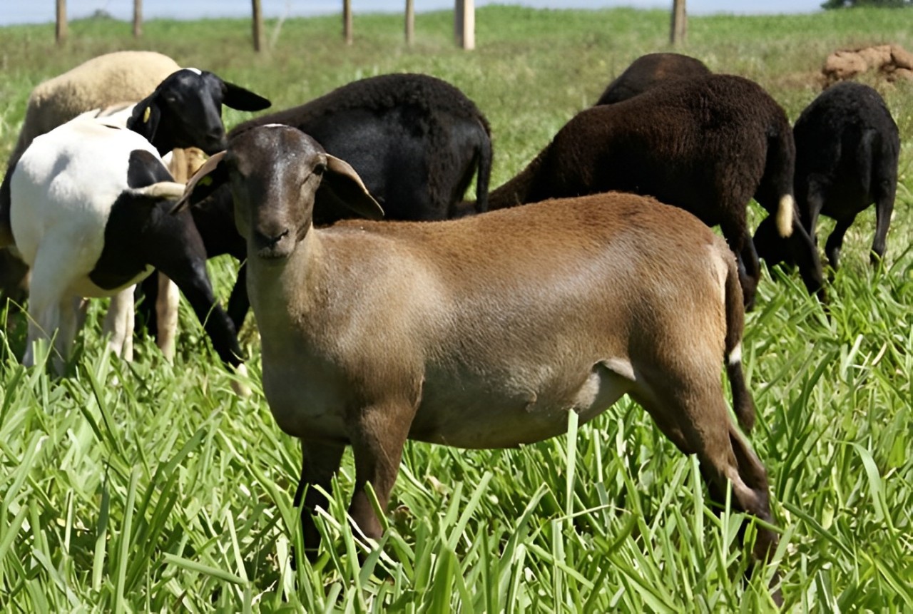 ovinos-embrapa-pecuaria-sudeste (1)