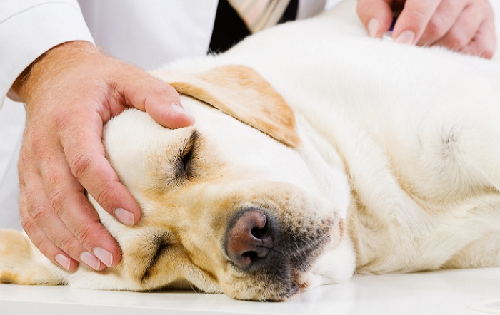 shutterstock-site-editado-site