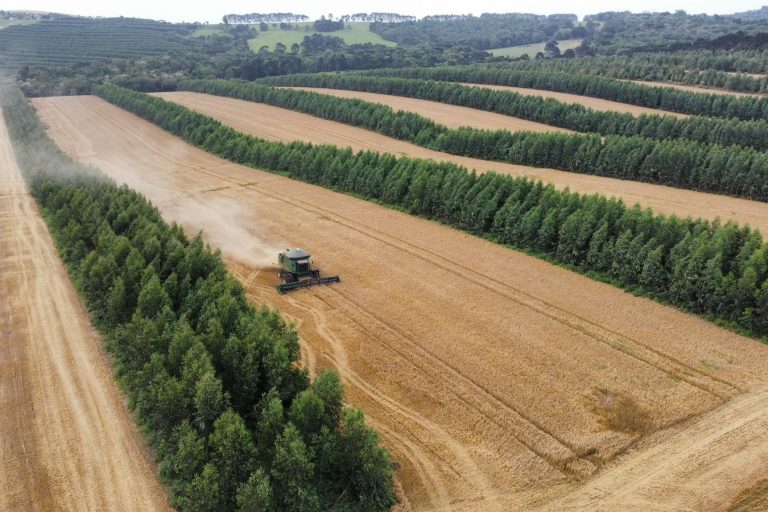 ILPF-colheita cevada