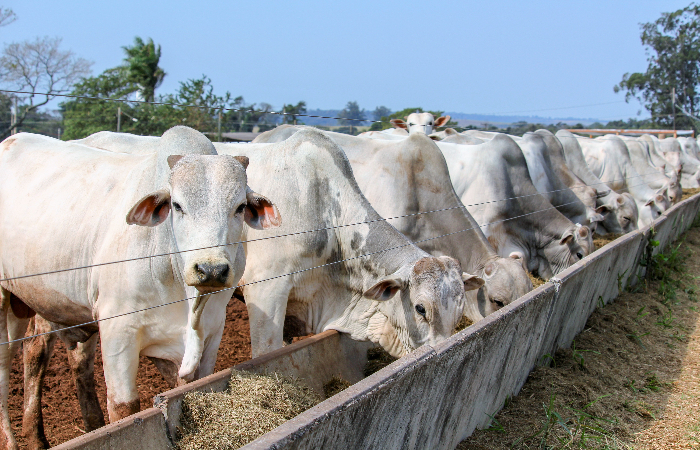 Foto-GEEs_Gisele Rosso-Embrapa-site