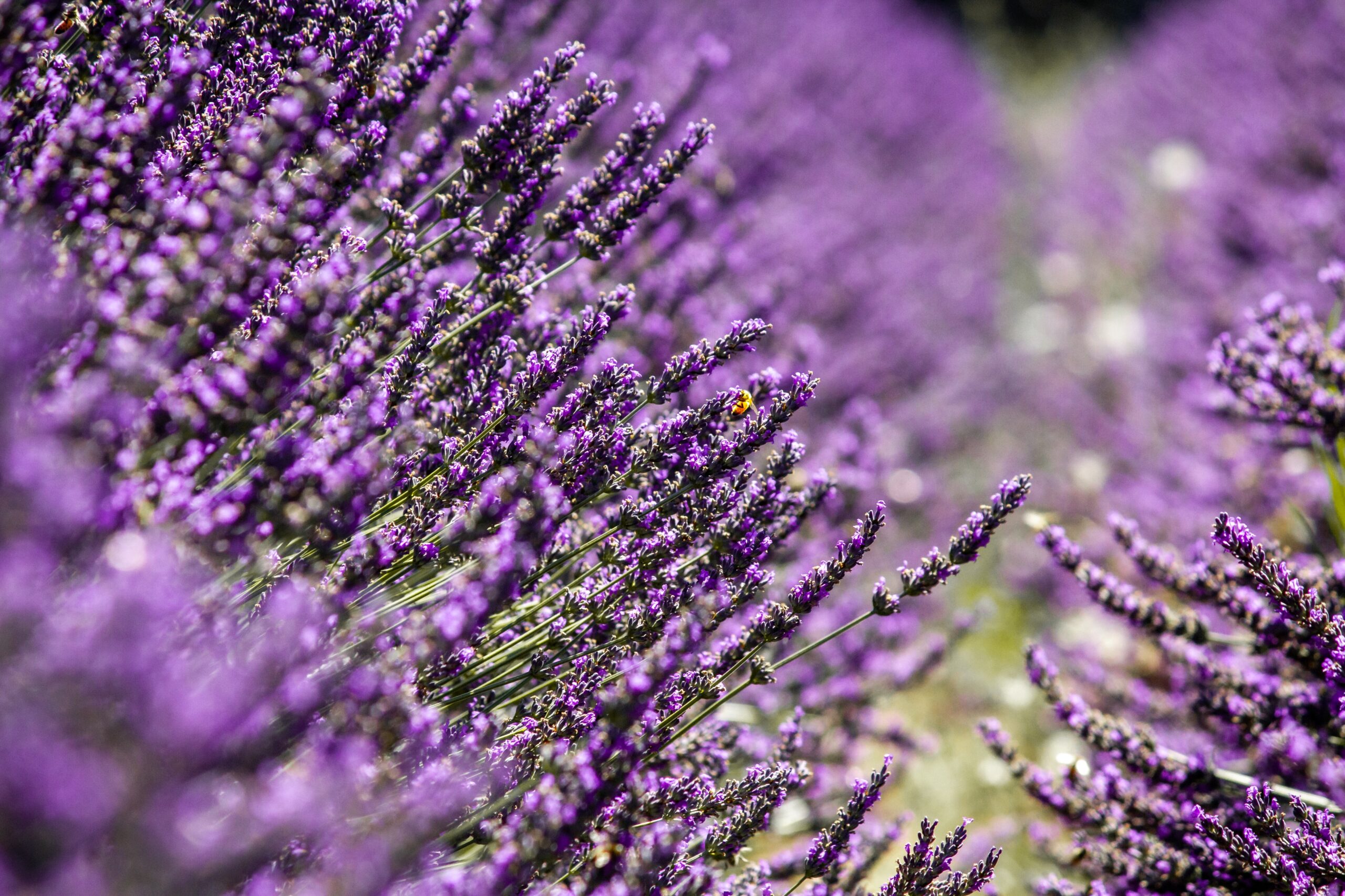 Closeup shot of purple Lavandula flowering plants growing in the middle of the field