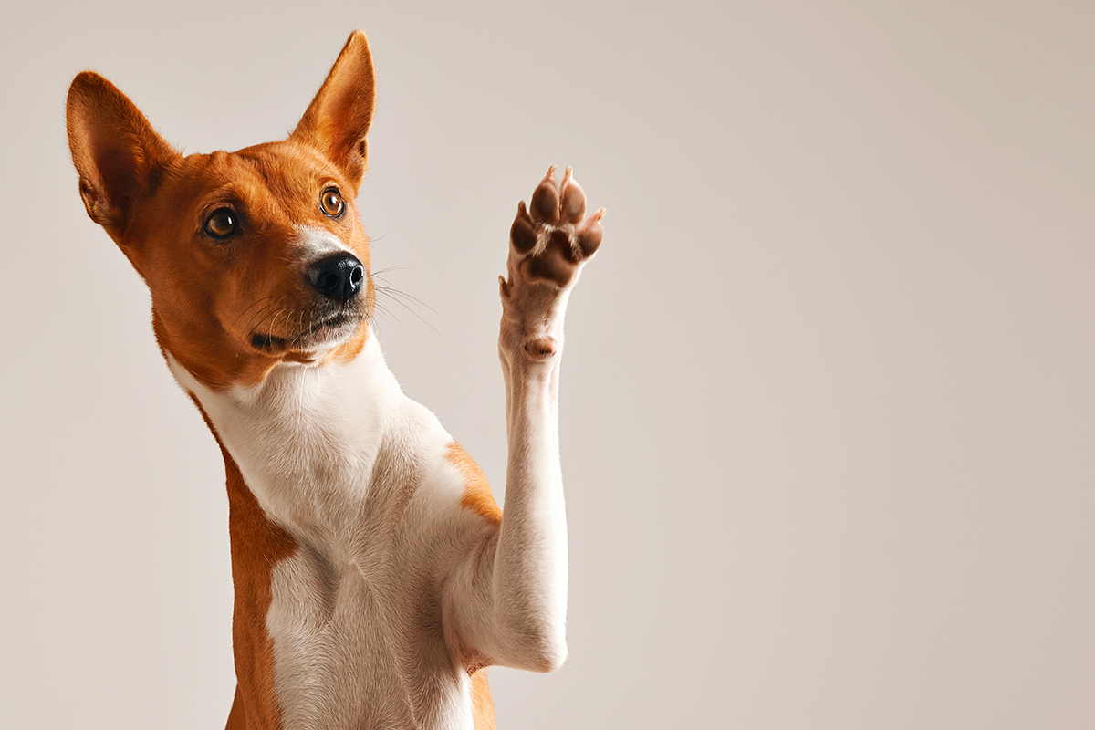 0 FOTO ABRE -Polpa_de_beterraba_e_peca_chave_para_melhorar_a_saude_intestinal_dos_pets