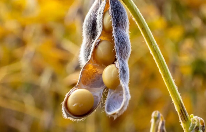 Grãos de soja_Alf Ribeiro_Shutterstock_site