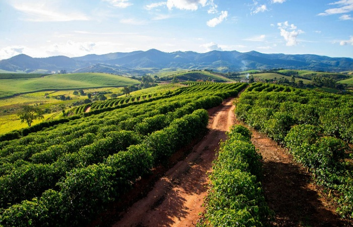 Plantação de café em Minas Gerais_Foto_Shutterstock-site