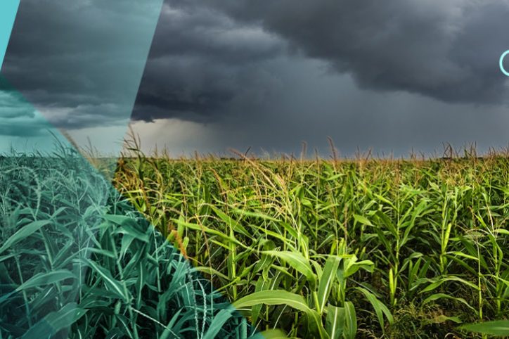 banner-home-1024×483