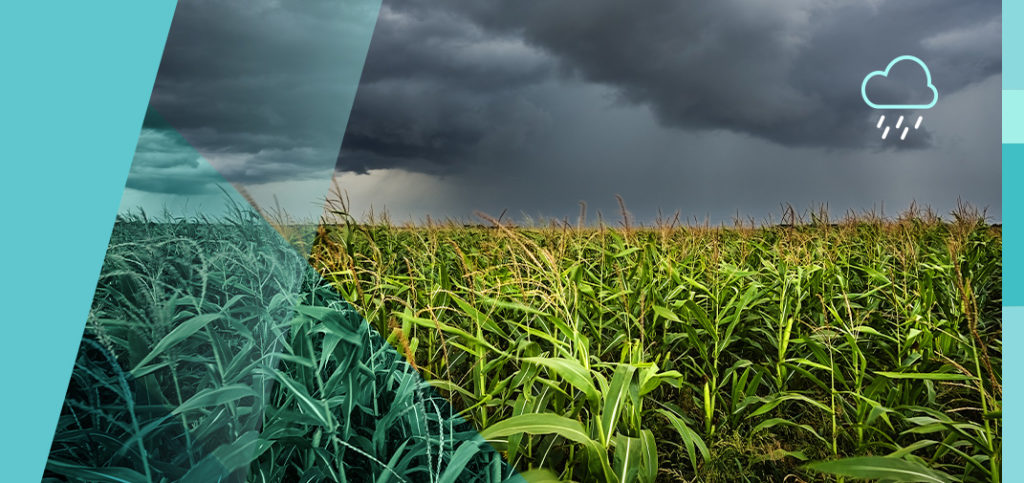 banner-home-1024×483