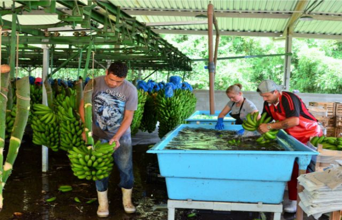 livro-producao-de-banana-_foto-Aires-Mariga-Epagri-site