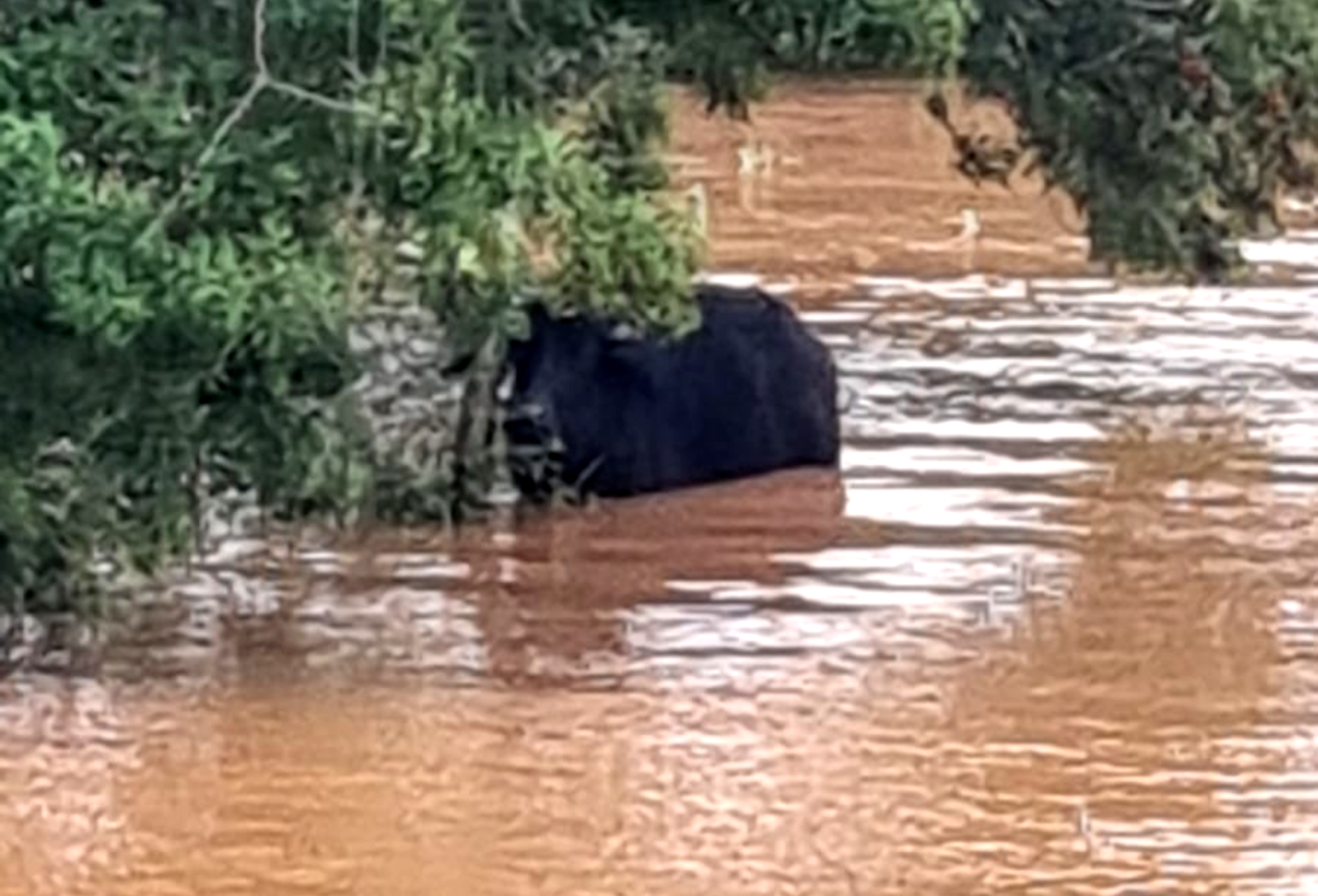 0 – FOTO ABRE – Búfalo Enchente – Crédito Divulgação – Copia