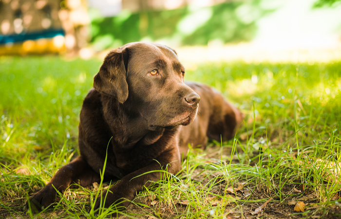 portrait-dog-lying-grass-looking-away-divulgação-site