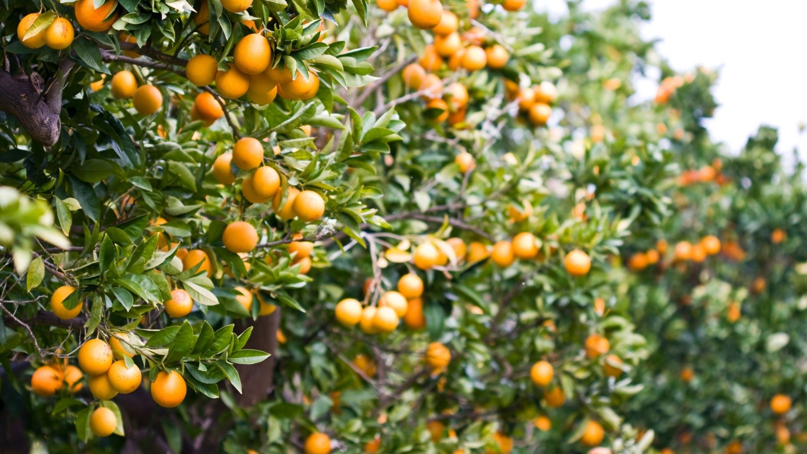 0 – FOTO ABRE – Citricultura Doença greening EMATER GOIÁSjpeg