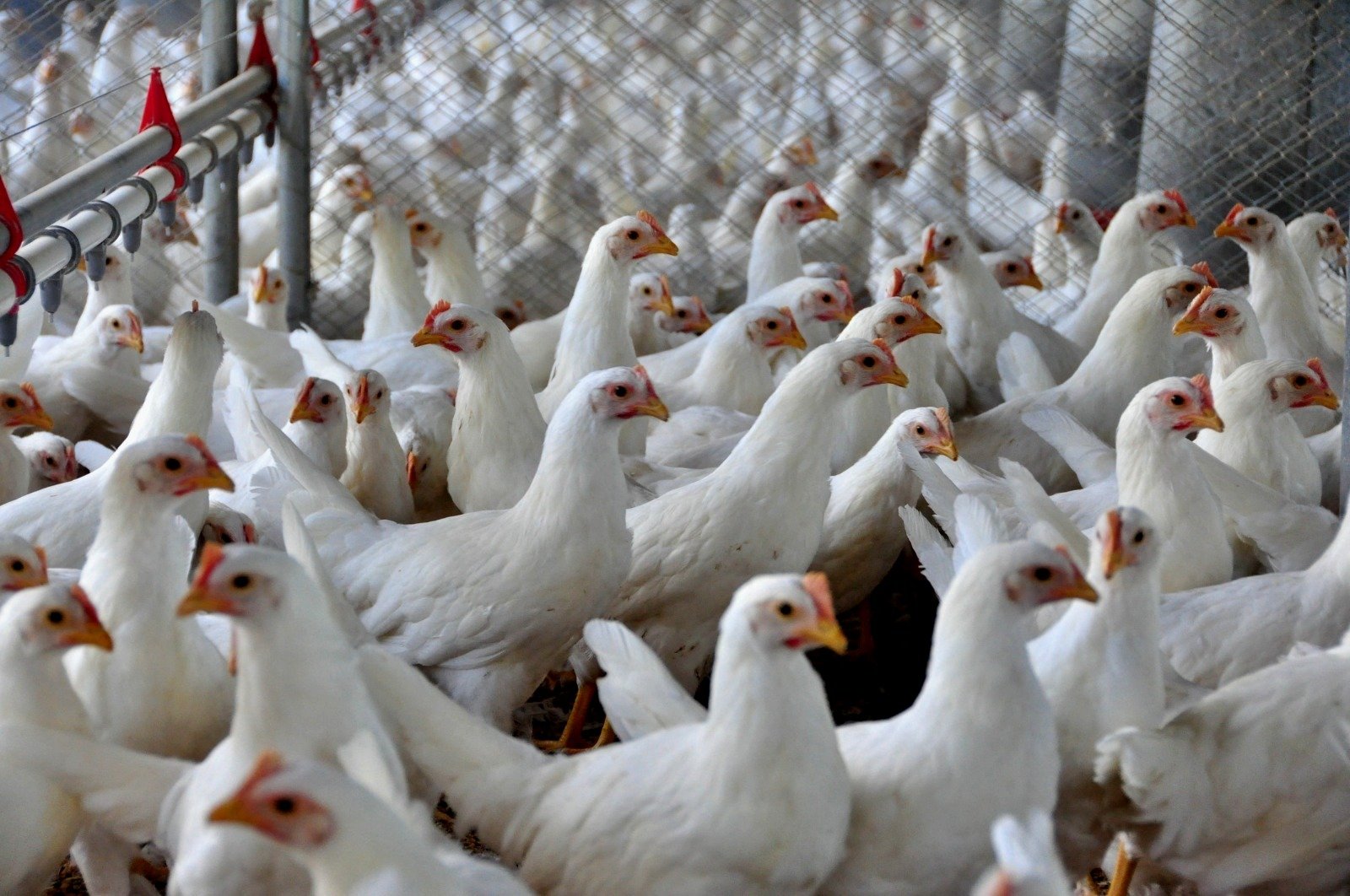 0 – FOTO ABRE – 60 (2) (1)