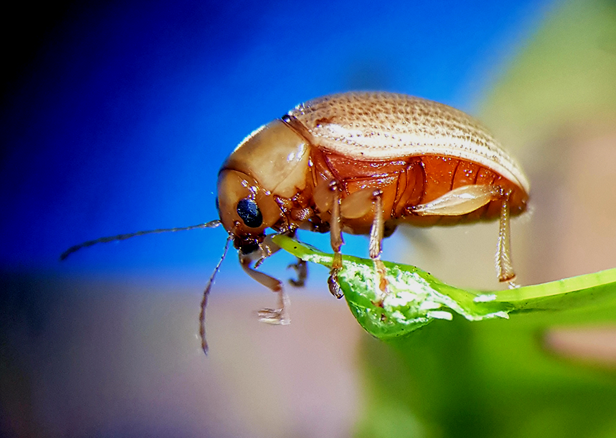 0 – FOTO ABRE – BESOURO AMARELO DA MANGA EMBRAPA – Copia