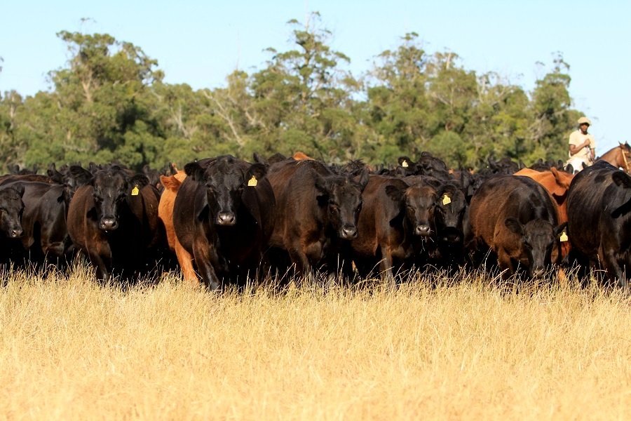 0-FOTO-ABRE-article.-4jfif-Copia