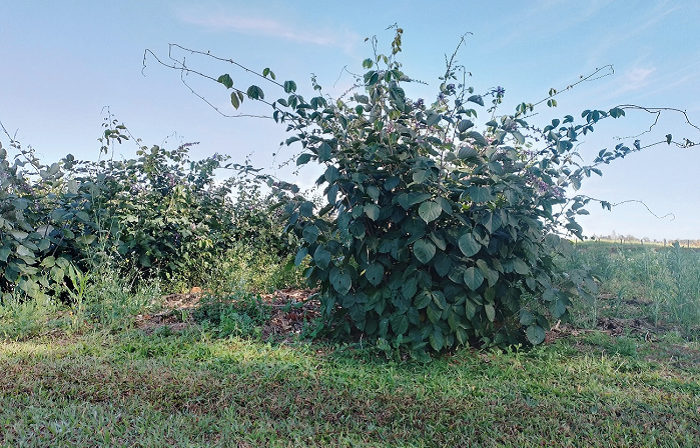 2 – 1 – Cratilia_ Leonardo Climaco-site