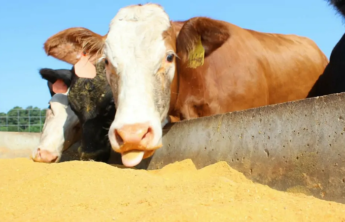 Ração-A Lavoura-site