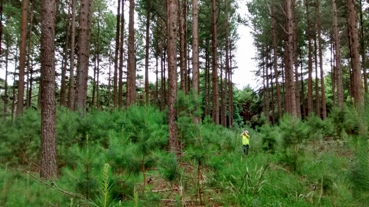 foto Taciara Zborowski Horst