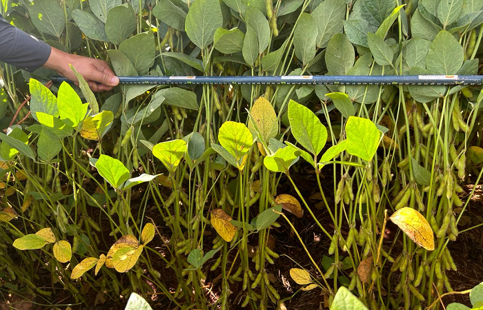 solução-divulgação