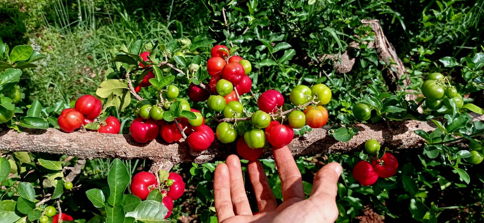 0 – FOTO ABRE – ACEROLA PR SEBRAE-06f65e35ef8e – Copia